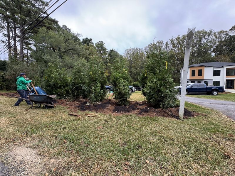 New evergreen screen planted along a property line